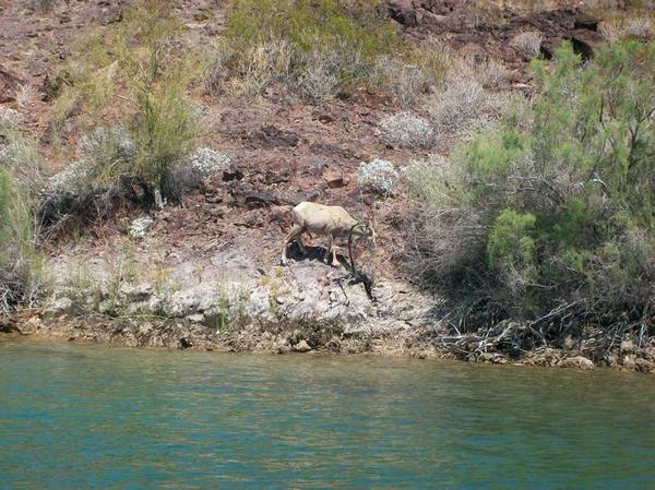 lake havasu activities spring break rhino rentals